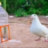 小伙改造的塑料瓶，轻松抓到鸽子，他是怎么做到的？