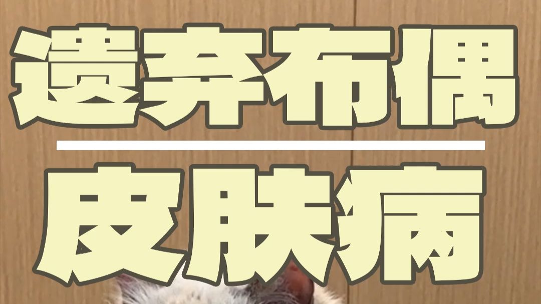 又往门口扔猫咪盲盒是吧？