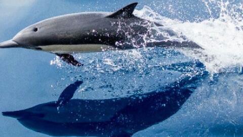 蓝鲸有多少吨多长 a231614445c26816c8bd051bab7f8c0d58dcb795.jpg@480w_270h_1c