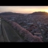 【日本樱花风景】“就算明天是世界末日，今天我也想种下一棵樱花”|无人赏樱的春天，我们为樱花奏乐|用最美的樱花，向世界传递