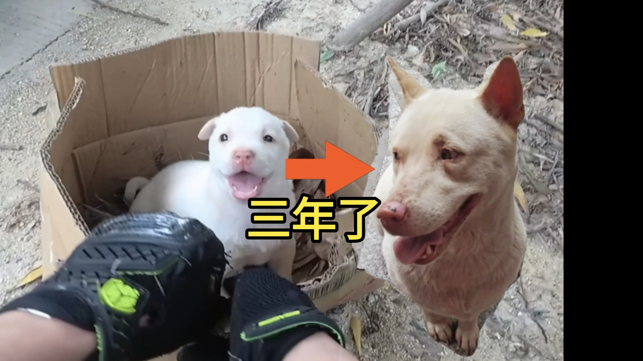 爱笑的小狗运气不会差