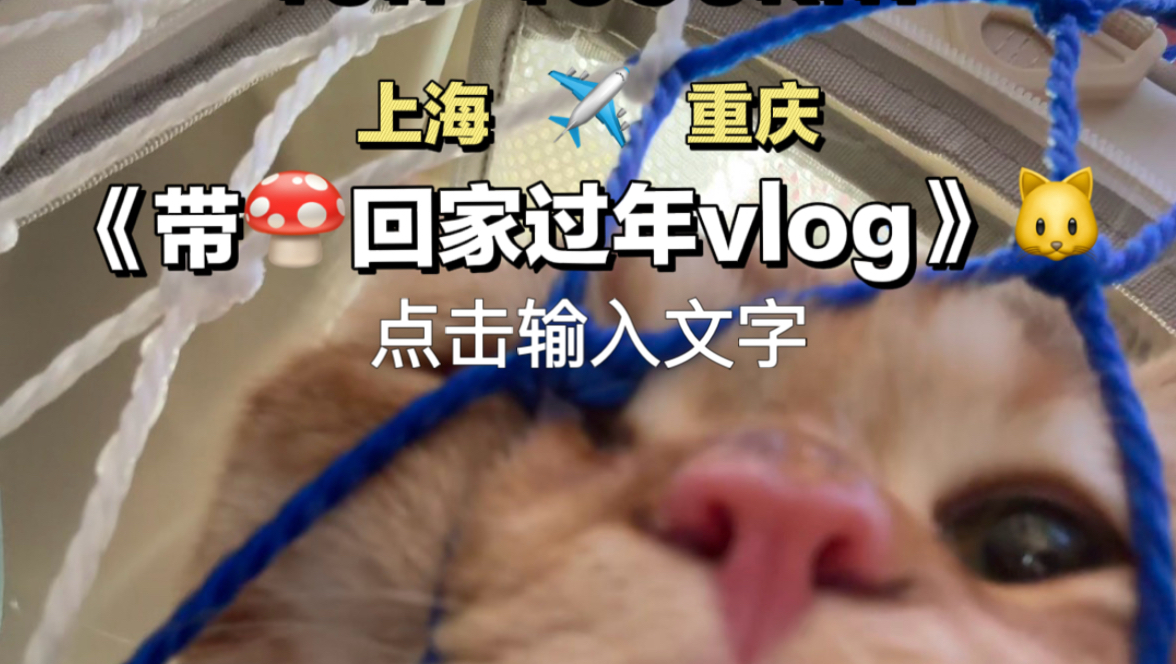 赶第一波春运的小猫已到家咯！
