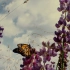 帝王蝶有史诗般的迁徙，但能体验万花丛中之美妙的百中无一！
