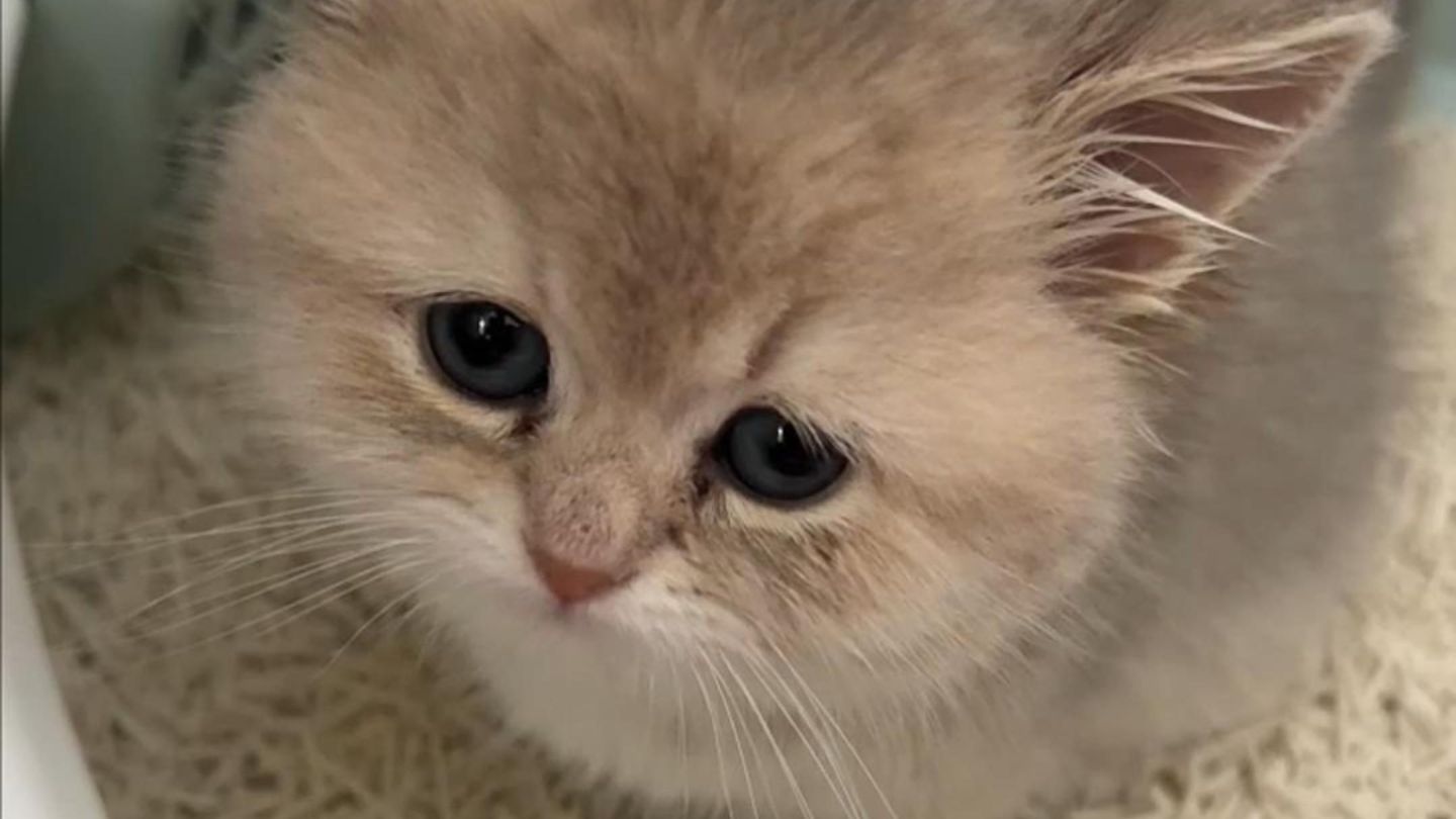 小猫长大了 之前的猫砂盆已经装不下它了