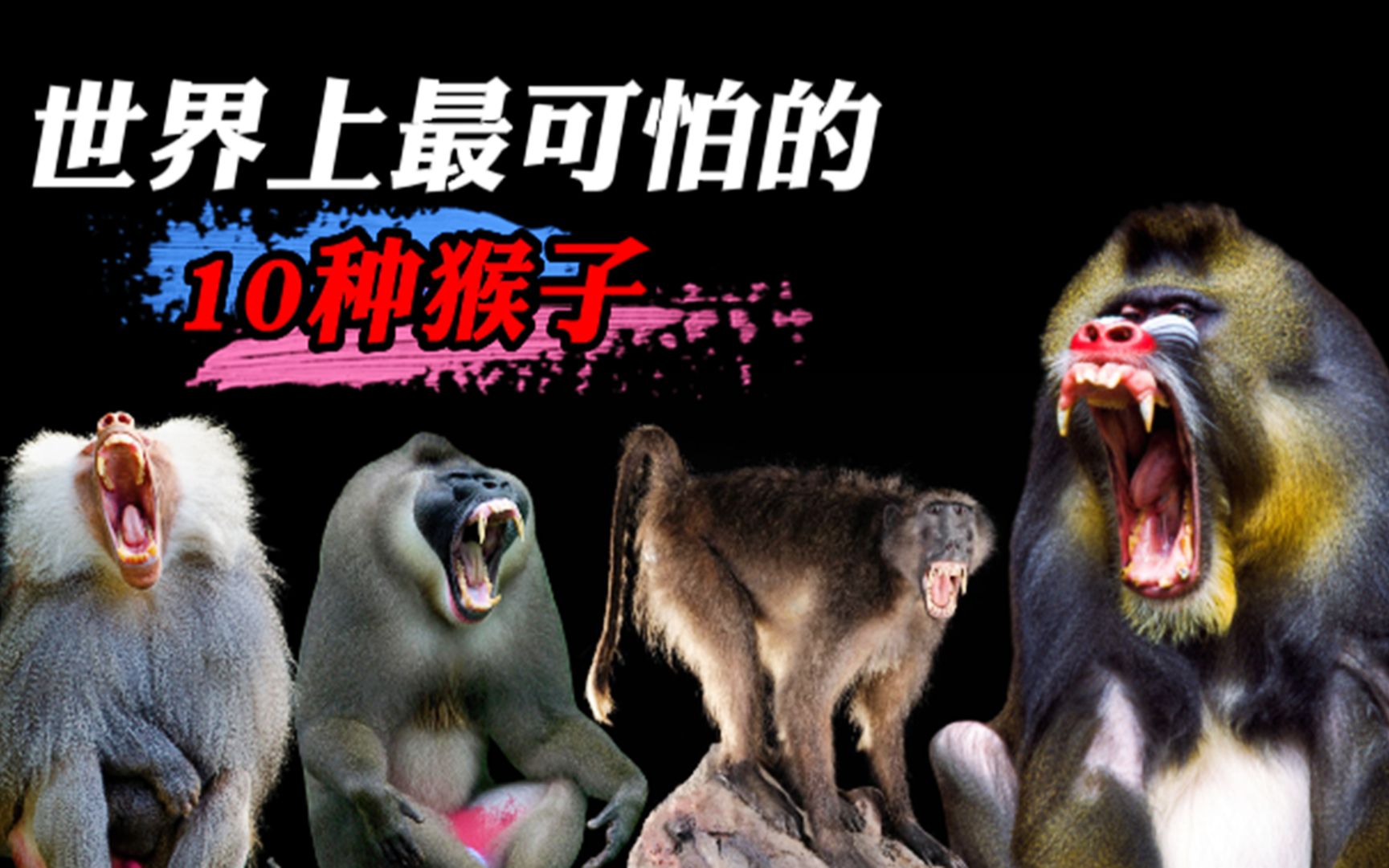 世界上最可怕的10种猴子，你真以为怒摔250条狗的猴子就算可怕？