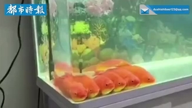 a26100a271df3eb45405ddc7d858cc482dd799e6.jpg@280w_158h_1c_100q.jpg