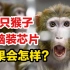 给23只猴子大脑装芯片，后果会怎样？揭秘残忍至极的动物实验！