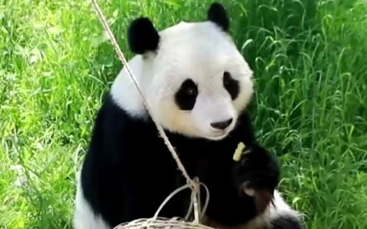 傲娇大熊猫喜乐的日常：卑微饲养员叫“祖宗”