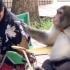 人和猴子对话，彻底笑了