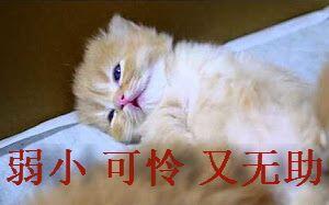 【喵星人】弱小、睡觉、又无助---小表情可怜摆还有吗良心包你猫咪图片