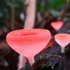 【/蘑菇】神奇的真菌 Fantastic Fungi