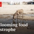 【2022.7.19】经纪人学 - 全球食物危机的解读 The global food crisis, explaine