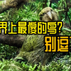 注意看，这只鹦鹉根本就不傻