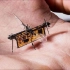 不可思议的“苍蝇”机器人，可摆脱电源飞行，意义重大！