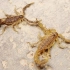 【蝎子】首次记录人工环境下斗士中杀牛蝎（Mesobuthus thersites）的跨龄跨色型交配行为