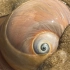 大庆赶海，退潮后发现两只皮皮虾藏在一个洞里，还有大个猫眼螺