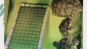 梦境的深意，解析梦见抓乌龟与抓鱼的象征意义与心理暗示