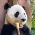 熊猫吃竹子，吃得好香啊