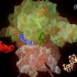 2009诺贝尔化学奖成果：核糖体的结构 Ribosome_高清