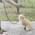 【狗狗的教育】如何让幼犬适应牵引绳