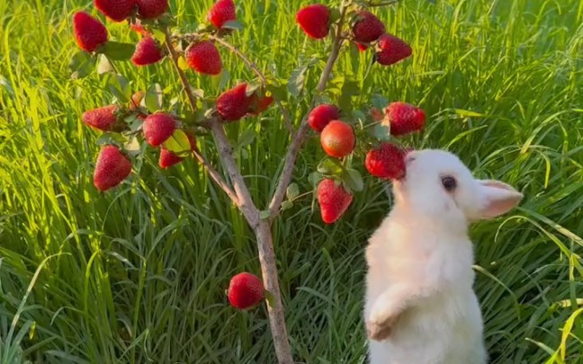 给小兔打造一棵草莓树！
