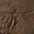 生物进化的证据：化石