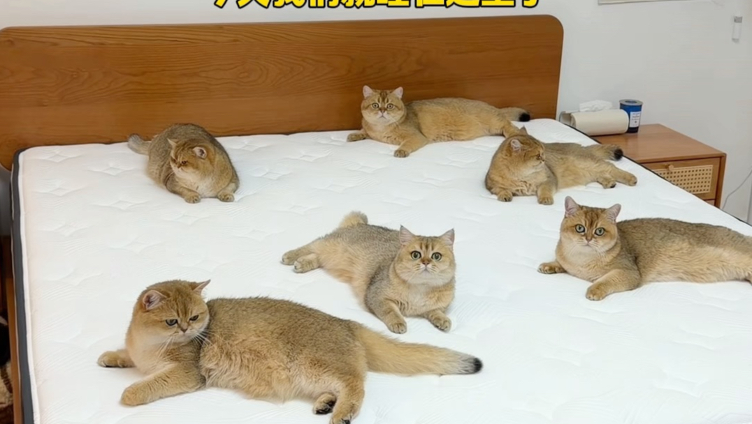 只有养猫人才懂得的……