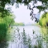 四月，浙江大学启真湖万物生灵，是想象中大学的模样