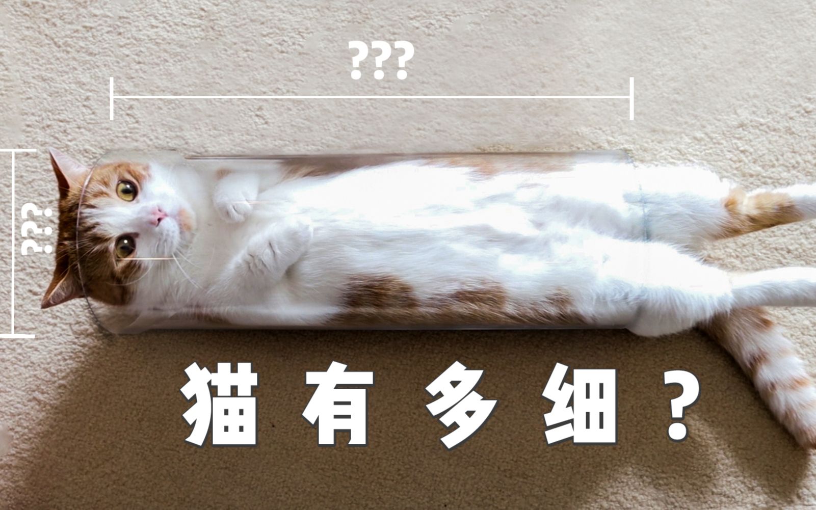 猫咪为什么爱钻纸箱子？你家的纸箱子上“长猫”了吗？ - 知乎