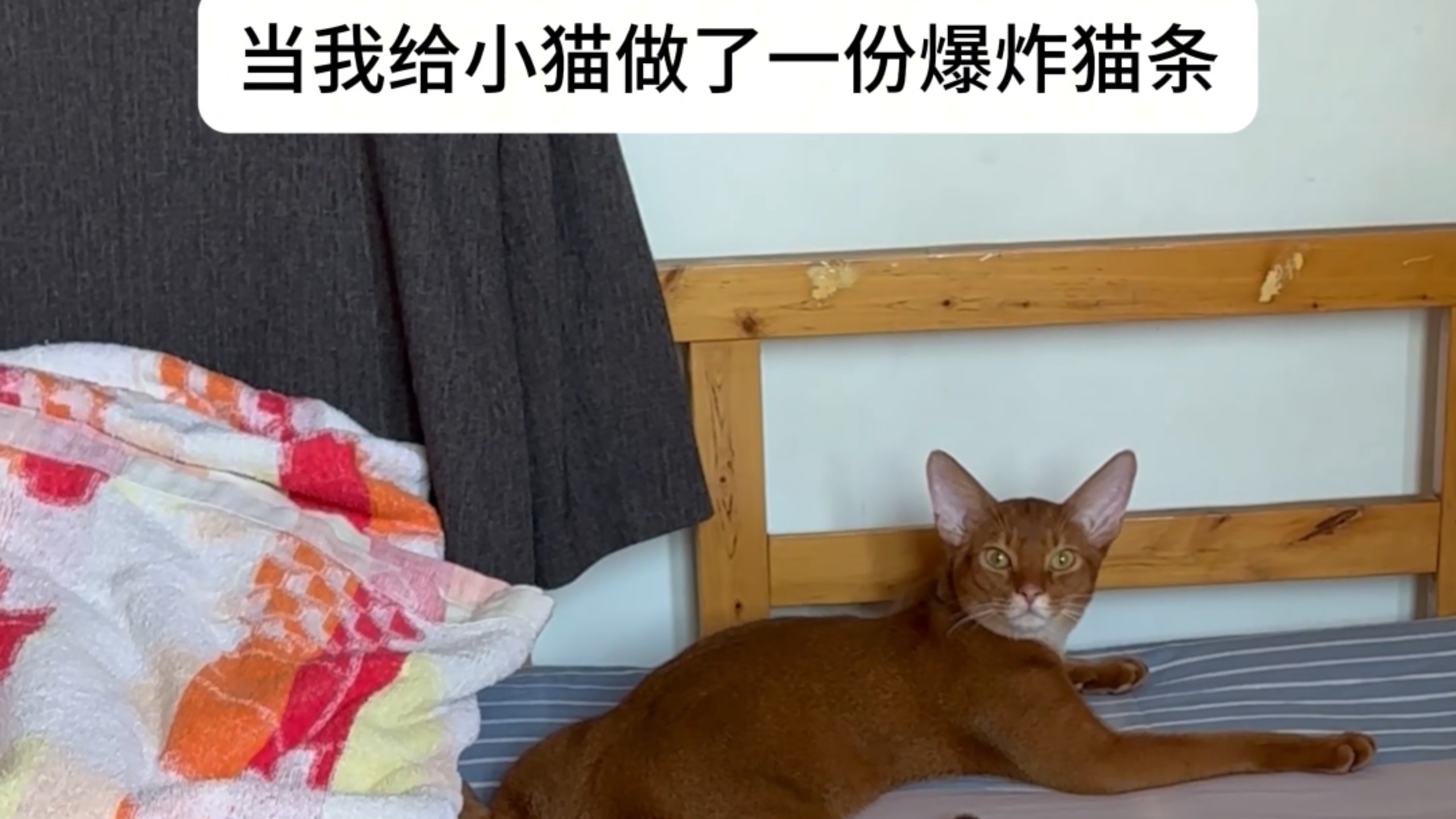 肖茂，吃过爆炸猫条吗