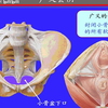 81.会阴——系统解剖学、局部解剖学——这一套就够了