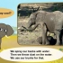 019_Meet the Animals 19_African Elephant