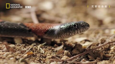 蜗牛的视频全过程 a32b9d297a4adce18f990804fee2e961eae42b11.jpg@480w_270h_1c