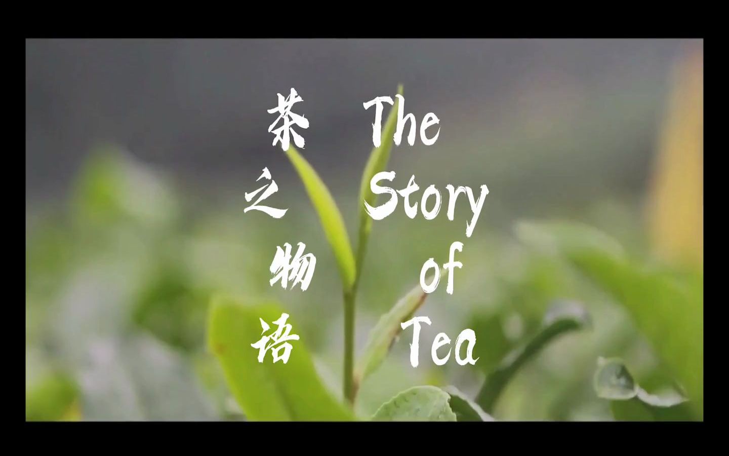 【学生作业】中国茶文化：茶之物语 -英语专业