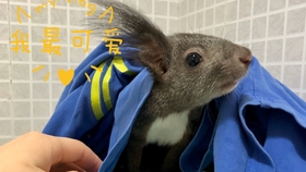 松鼠冬眠时间是从什么时候开始 a33e2cfbcbbf05800a72c9f94f7a67ea81d0ef49.jpg@280w_158h_1c_100q.jpg