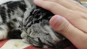什么猫面成语_成语故事简笔画