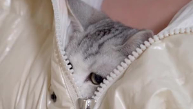 怎么给猫剪指甲 正确剪法教程 a376e3342aaa06b3304a02933cf2824d5af051d9.png@280w_158h_1c_100q.jpg