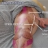 【合集 中字】全身肌肉按摩手法教学&简单解剖（完结）