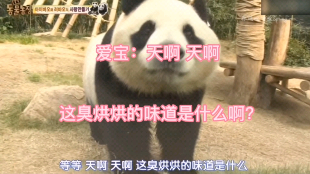 爱宝知道乐宝来过她家后，气的快要爆炸了