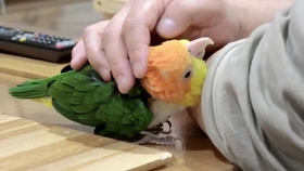 鱼多长时间换次水 a3ec8cf86b2b1a138b02d24388e2c6af42720995.jpg@280w_158h_1c_100q.jpg