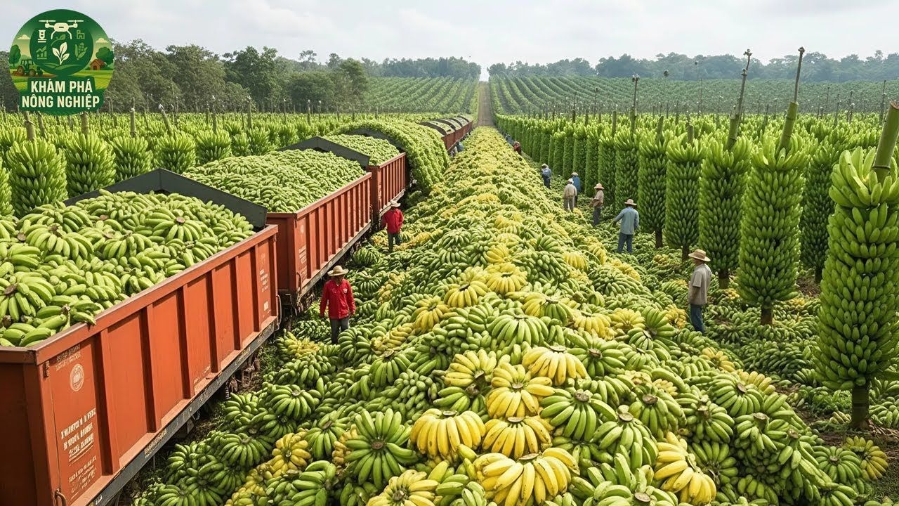 2025全球机械化丰收揭秘，27亿吨农产品惊艳登场