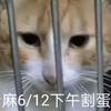入院消炎几天，麻薯下午就割蛋啦！(看着很蛋定呢