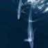 历史上最大动物蓝鲸，比蓝天还要蓝的颜色！看一次你就会爱上！