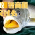 拥有天价花胶的黄唇鱼，会是花胶消费市场最后的受害鱼吗？