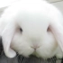 【兔~】黑白兔子与袖珍马桶