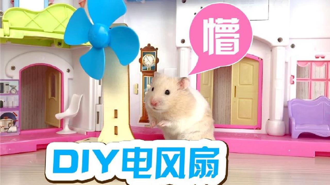 给仓鼠diy一个迷你电风扇,风一起,仓鼠不淡定了