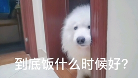 乌龟的视频真实可爱 a487495de1a67bb0266d7b1e1965ec515e5e9114.jpg@280w_158h_1c_100q.jpg