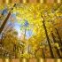 ⚜4K超清⚜ 2小时美丽的秋天〃金色的秋天?森林放松与平静的音乐