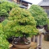 吉祥园（gak bonsai）