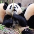 【大熊猫重阳&茱萸&金双】重阳：你们就压扁我吧！快跟妹妹学学破竹吧，她鼻子大头都会了